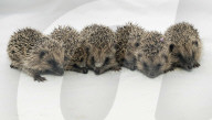 Baby hedgehogs at Tiggywinkles