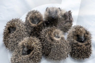 Baby hedgehogs at Tiggywinkles