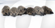 Baby hedgehogs at Tiggywinkles