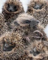 Baby hedgehogs at Tiggywinkles