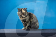 LondonCats Worldwide (LCWW) 150th anniversary celebration show.
