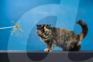 LondonCats Worldwide (LCWW) 150th anniversary celebration show.