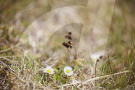 Hello hawthorn! £10m sand dunes project brings plants back to life. Traditionally, scrub has been allowed to swamp England and Wales’s sand dunes, but now they are being set free