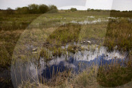 Hello hawthorn! £10m sand dunes project brings plants back to life. Traditionally, scrub has been allowed to swamp England and Wales’s sand dunes, but now they are being set free