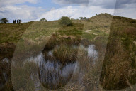 Hello hawthorn! £10m sand dunes project brings plants back to life. Traditionally, scrub has been allowed to swamp England and Wales’s sand dunes, but now they are being set free