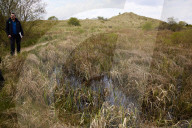 Hello hawthorn! £10m sand dunes project brings plants back to life. Traditionally, scrub has been allowed to swamp England and Wales’s sand dunes, but now they are being set free