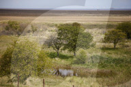 Hello hawthorn! £10m sand dunes project brings plants back to life. Traditionally, scrub has been allowed to swamp England and Wales’s sand dunes, but now they are being set free
