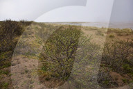 Hello hawthorn! £10m sand dunes project brings plants back to life. Traditionally, scrub has been allowed to swamp England and Wales’s sand dunes, but now they are being set free