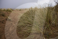 Hello hawthorn! £10m sand dunes project brings plants back to life. Traditionally, scrub has been allowed to swamp England and Wales’s sand dunes, but now they are being set free
