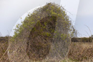 Hello hawthorn! £10m sand dunes project brings plants back to life. Traditionally, scrub has been allowed to swamp England and Wales’s sand dunes, but now they are being set free