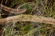 Hello hawthorn! £10m sand dunes project brings plants back to life. Traditionally, scrub has been allowed to swamp England and Wales’s sand dunes, but now they are being set free