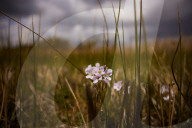 Hello hawthorn! £10m sand dunes project brings plants back to life. Traditionally, scrub has been allowed to swamp England and Wales’s sand dunes, but now they are being set free