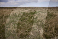 Hello hawthorn! £10m sand dunes project brings plants back to life. Traditionally, scrub has been allowed to swamp England and Wales’s sand dunes, but now they are being set free