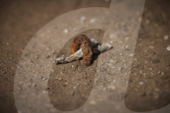 York City FC seeks relatives to find ashes buried under old pitch. Historic England project aims to find ashes of fans buried at football ground slated for redevelopment