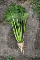 ‘A perfect storm’: UK beet growers fear Brexit threatens their future. They produce half the country’s sugar needs, but expect new trade deals to make their tough situation worse.