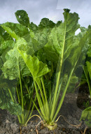 ‘A perfect storm’: UK beet growers fear Brexit threatens their future. They produce half the country’s sugar needs, but expect new trade deals to make their tough situation worse.