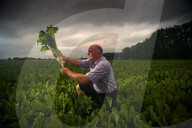 ‘A perfect storm’: UK beet growers fear Brexit threatens their future. They produce half the country’s sugar needs, but expect new trade deals to make their tough situation worse.