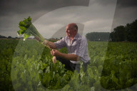 ‘A perfect storm’: UK beet growers fear Brexit threatens their future. They produce half the country’s sugar needs, but expect new trade deals to make their tough situation worse.