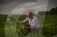 ‘A perfect storm’: UK beet growers fear Brexit threatens their future. They produce half the country’s sugar needs, but expect new trade deals to make their tough situation worse.