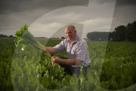 ‘A perfect storm’: UK beet growers fear Brexit threatens their future. They produce half the country’s sugar needs, but expect new trade deals to make their tough situation worse.