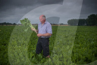 ‘A perfect storm’: UK beet growers fear Brexit threatens their future. They produce half the country’s sugar needs, but expect new trade deals to make their tough situation worse.