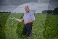 ‘A perfect storm’: UK beet growers fear Brexit threatens their future. They produce half the country’s sugar needs, but expect new trade deals to make their tough situation worse.