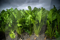 ‘A perfect storm’: UK beet growers fear Brexit threatens their future. They produce half the country’s sugar needs, but expect new trade deals to make their tough situation worse.