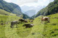 FEATURE - Kuehe mit Glocken auf einer Alpweide im Haslital