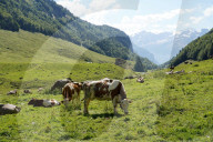 FEATURE - Kuehe mit Glocken auf einer Alpweide im Haslital