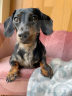 FEATURE - Mensch und Tier: Hund Lexie heilt Molly Anderton von Depression und Essstörung
