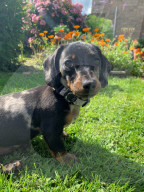 FEATURE - Mensch und Tier: Hund Lexie heilt Molly Anderton von Depression und Essstörung