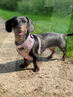 FEATURE - Mensch und Tier: Hund Lexie heilt Molly Anderton von Depression und Essstörung