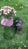 FEATURE - Mensch und Tier: Hund Lexie heilt Molly Anderton von Depression und Essstörung