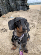 FEATURE - Mensch und Tier: Hund Lexie heilt Molly Anderton von Depression und Essstörung