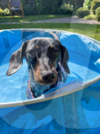 FEATURE - Mensch und Tier: Hund Lexie heilt Molly Anderton von Depression und Essstörung