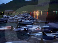 NEWS - Laut der Tierschutzorganisation Sea Shepherd sind 1428 Delfine auf den Färöer Inseln gefangen und getötet worden