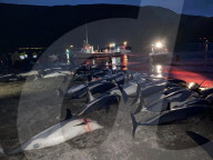 NEWS - Laut der Tierschutzorganisation Sea Shepherd sind 1428 Delfine auf den Färöer Inseln gefangen und getötet worden