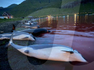 NEWS - Laut der Tierschutzorganisation Sea Shepherd sind 1428 Delfine auf den Färöer Inseln gefangen und getötet worden