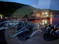 NEWS - Laut der Tierschutzorganisation Sea Shepherd sind 1428 Delfine auf den Färöer Inseln gefangen und getötet worden