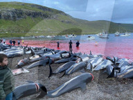 NEWS - Laut der Tierschutzorganisation Sea Shepherd sind 1428 Delfine auf den Färöer Inseln gefangen und getötet worden