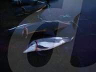 NEWS - Laut der Tierschutzorganisation Sea Shepherd sind 1428 Delfine auf den Färöer Inseln gefangen und getötet worden