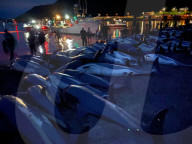 NEWS - Laut der Tierschutzorganisation Sea Shepherd sind 1428 Delfine auf den Färöer Inseln gefangen und getötet worden