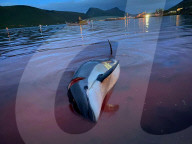 NEWS - Laut der Tierschutzorganisation Sea Shepherd sind 1428 Delfine auf den Färöer Inseln gefangen und getötet worden