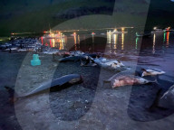 NEWS - Laut der Tierschutzorganisation Sea Shepherd sind 1428 Delfine auf den Färöer Inseln gefangen und getötet worden