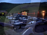 NEWS - Laut der Tierschutzorganisation Sea Shepherd sind 1428 Delfine auf den Färöer Inseln gefangen und getötet worden