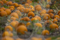 Pumpkin harvest prepared for Halloween