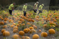 Pumpkin harvest prepared for Halloween