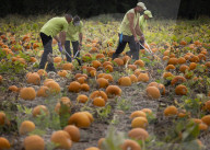 Pumpkin harvest prepared for Halloween