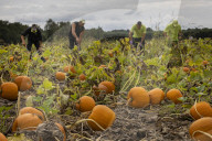 Pumpkin harvest prepared for Halloween