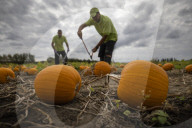 Pumpkin harvest prepared for Halloween